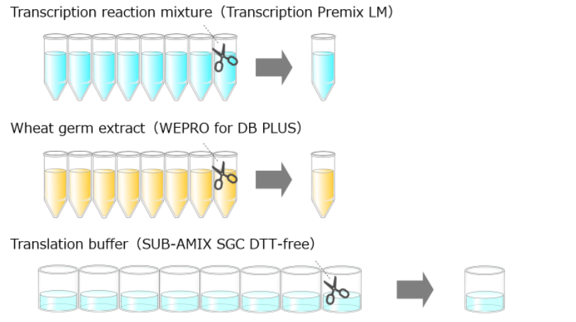 General flow of protein expression using Disulfide Bond PLUS Expression Kit