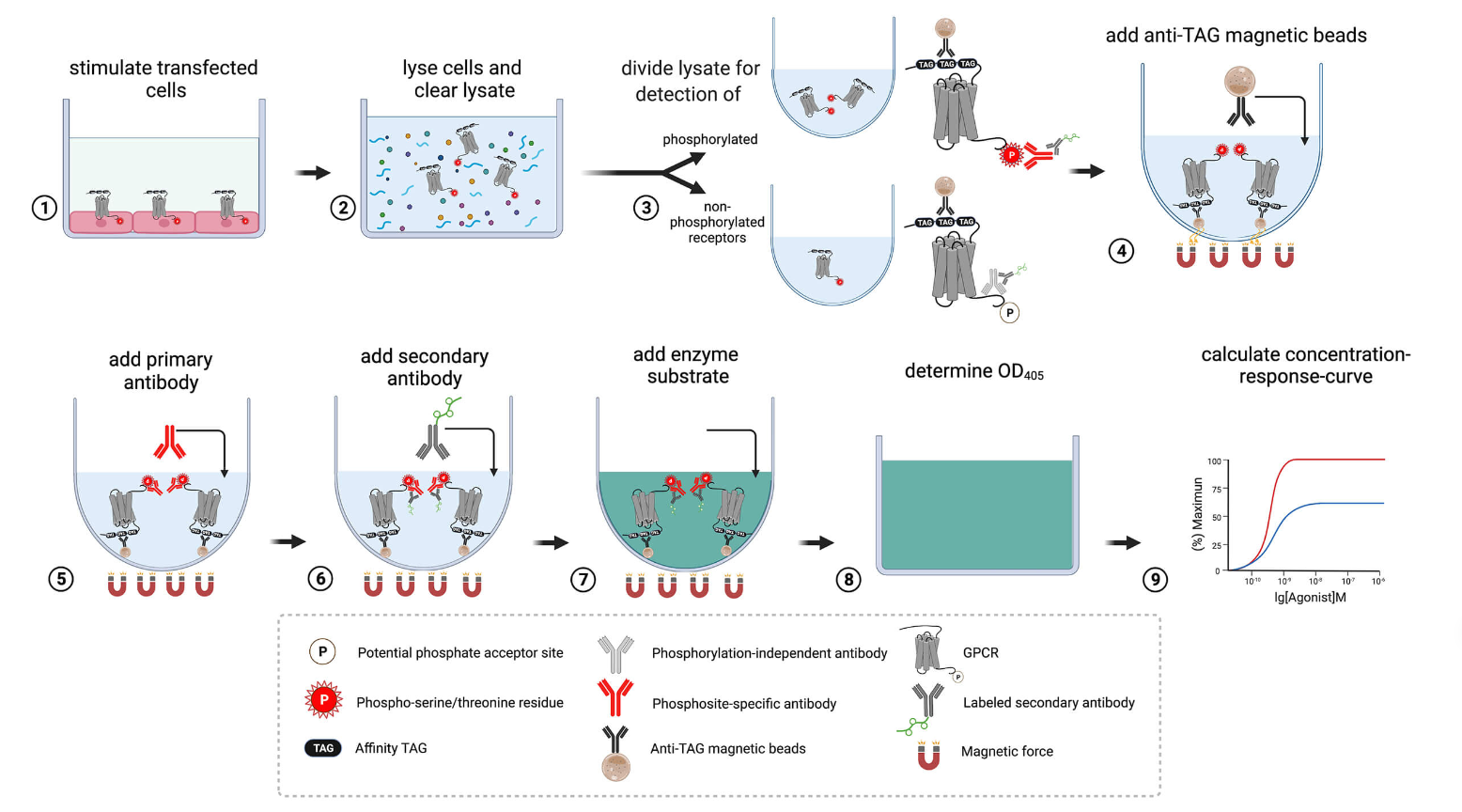 Step-by-step flowchart showing the phosphorylation assay protocol.