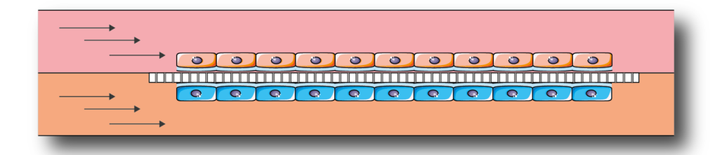 Cell culture models in BE-Doubleflow