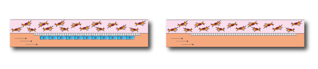 Mimicking physiological environment with BE-Doubleflow for the study of different organs