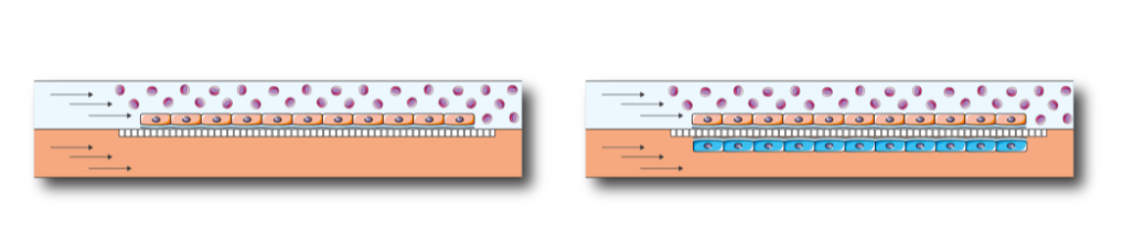 3D and 2D cell culture in a hypoxia environment with BE-Doubleflow