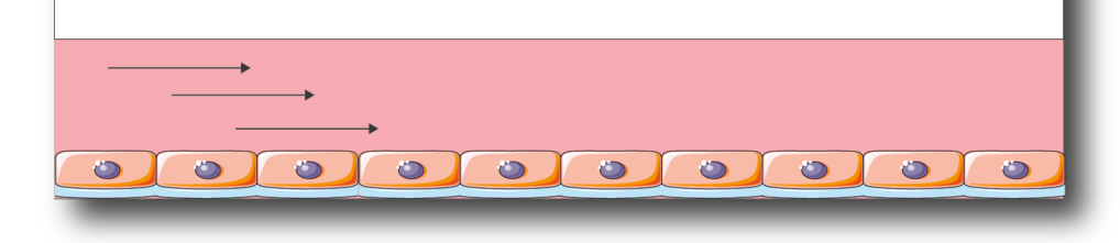 The mechanical shear stress on cells in BE-Flow: