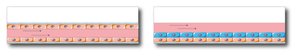 Cells cultured on the top and/or bottom walls of BE-Flow: