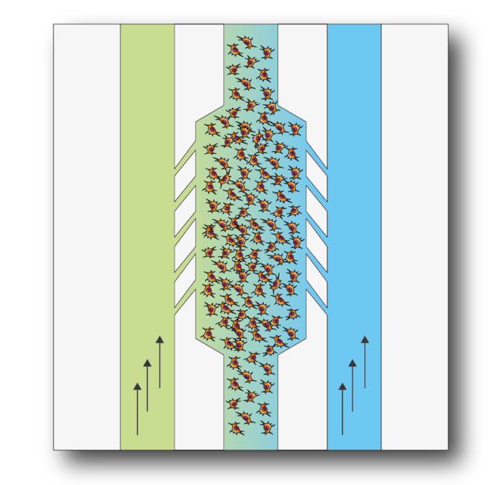 Electrochemical gradient applied to 3D cell culture