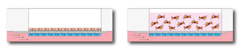 Endothelium endothelium-epithelium barrier formed by BE-Transflow