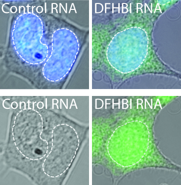 Tagged RNAs in HEK293T cells by DFHBI