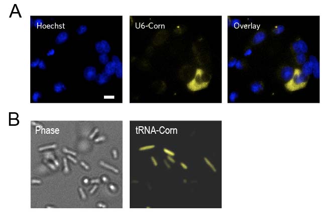 Live-cell imaging of HEK293T cells expressing U6 promoter driven Corn™ and E. coli cells expressing tRNA promoter driven Corn™ in the presence of DFHO