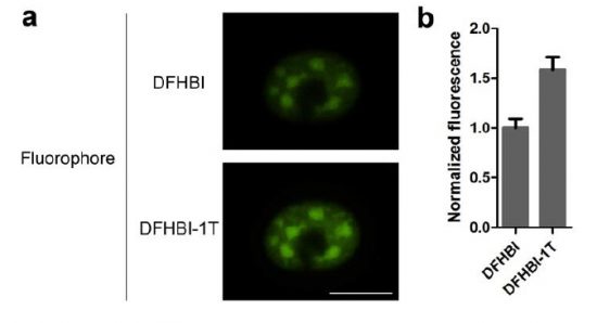 Live-cell imaging of a COS7 cell in the presence of DFHBI or DFHBI-1T and fluorescence normalization