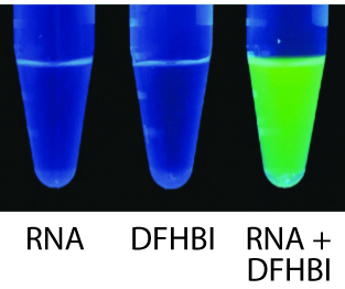The fluorescence of DFHBI activated by Spinach™