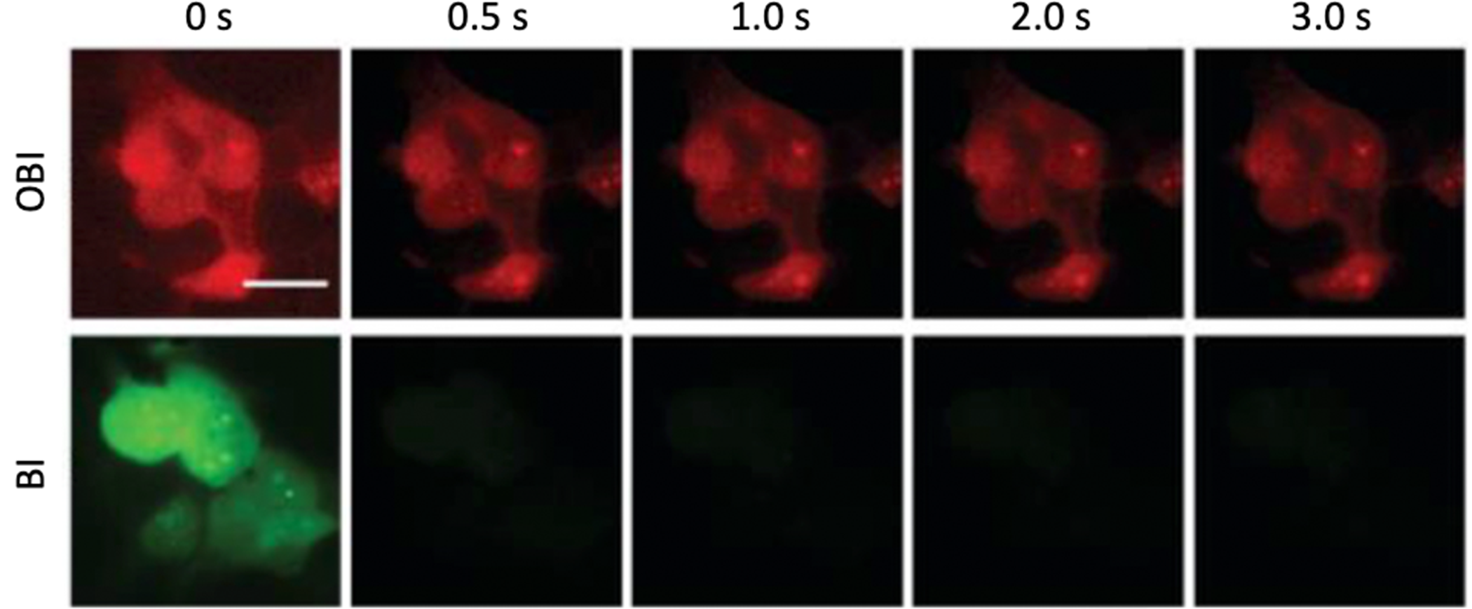In-cell photostability of of Red Broccoli™ -fluorophores