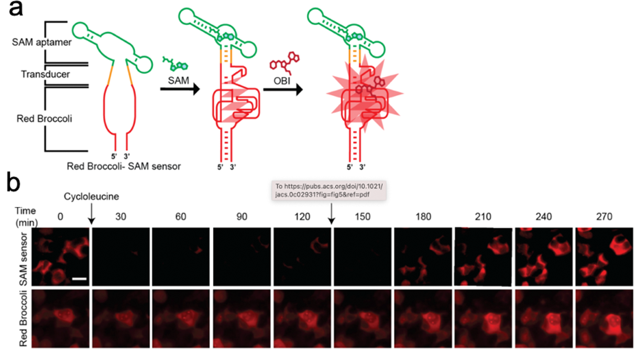 Working mechanism of SAM sensor, and fluorescence imaging of cells expressing the Red Broccoli™-based SAM sensor or Red Broccoli™ alone