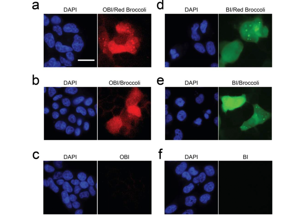 Fluorescence imaging of HEK293T cells expressing Red Broccoli, Broccoli, or control RNA incubated with OBI or BI