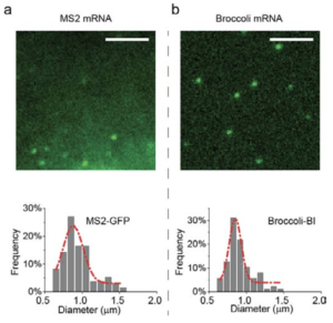 Fluorescence imaging of MS2-GFP-expressing cells and Broccoli™-BI-expressing cells