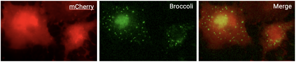 Single-molecule imaging of mCherry-expressing cells in the presence of BI