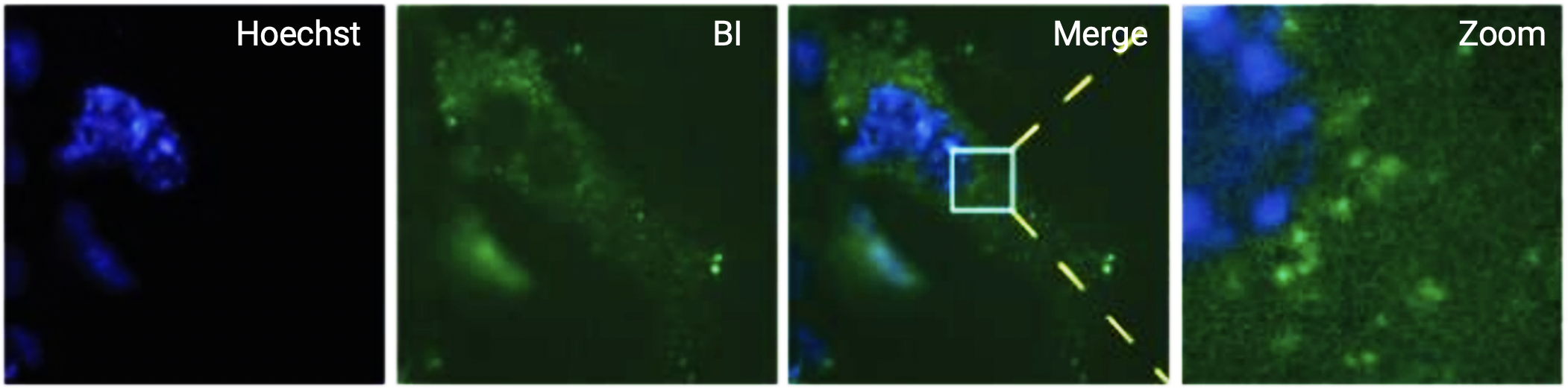Live-cell imaging of Broccoli-expressing cells treated with BI
