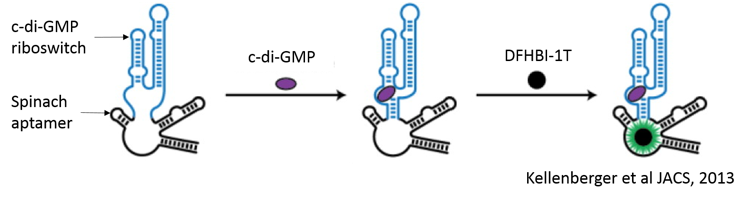 Principle of Cyclic-di-GMP Assay based on Spinach™ aptamer