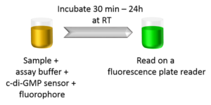 A simple process for Cyclic-di-GMP Assay based on Spinach™ aptamer