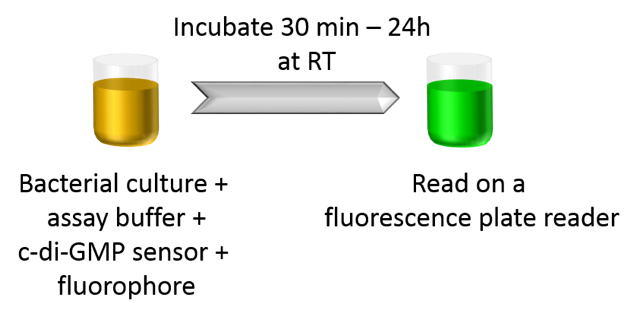 Compatibility of c-di-GMP assay with cell-based assays