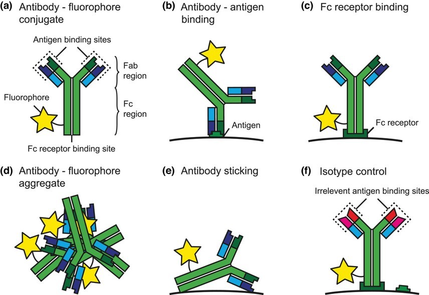 Process of a fluorescent antibody conjugate and the involved antibody staining. (OA Literature)