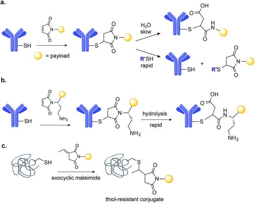 Maleimide-based drug conjugation. (OA Literature)