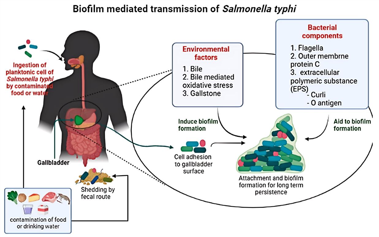 Schematic of Salmonella Typhi transmission and biofilm persistence.